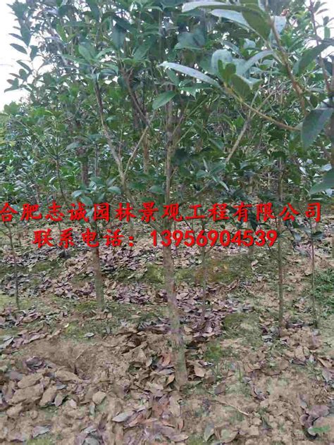 灌木球状植物_供应产品_贵州惠水仲华花木场