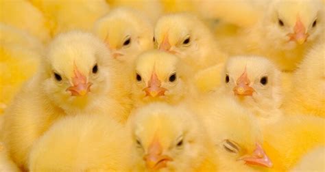 A texture of baby domestic chickens | Premium Photo