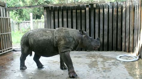 After The Death Of Lone Survivor, The Sumatran Rhino Is Now Extinct In ...