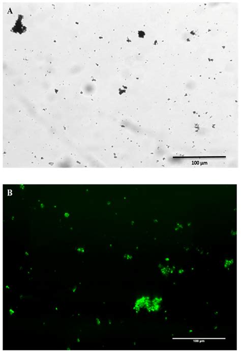 Isolation and Staining Reveal the Presence of Extracellular DNA in ...