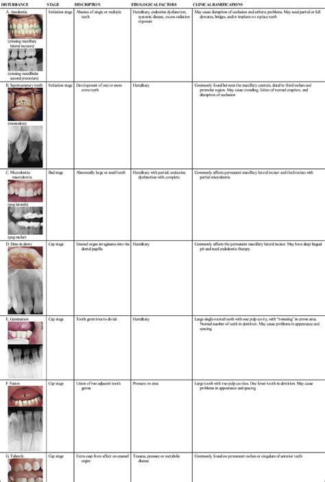 6. Tooth Development and Eruption | Pocket Dentistry
