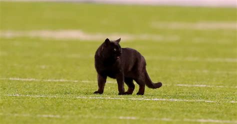 Monday night black cat still on the loose at MetLife Stadium | FOX 5 ...