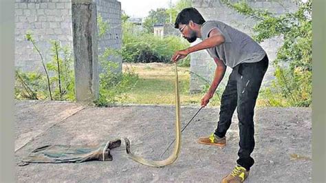 Study shows rising snake rescues in Hyderabad driven by urban expansion