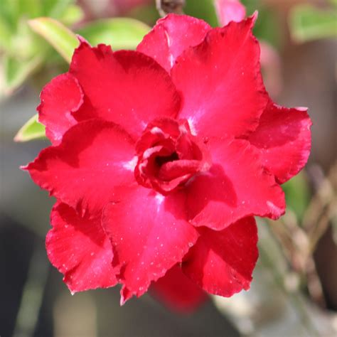 Grafted Adenium Code : 18 – Indian Gardens