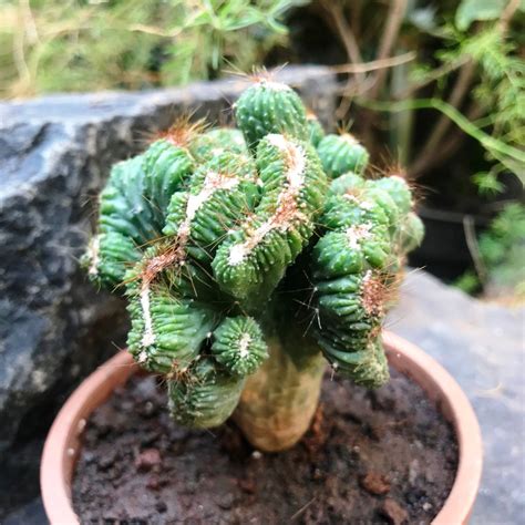 Cereus forbesii crest 'Ming Thing' - Gabbar Farms