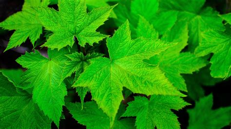 nature, Leaves, Closeup, Macro, Plants, Green, Maple Leaves Wallpapers ...