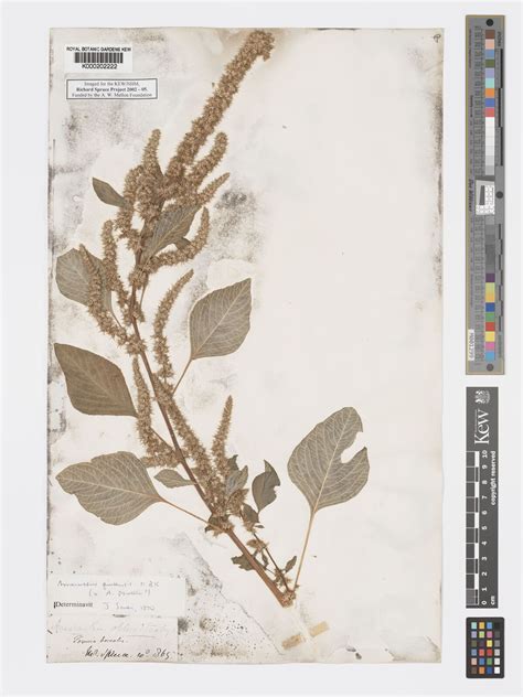 Amaranthus hybridus subsp. quitensis (Kunth) Costea & Carretero ...