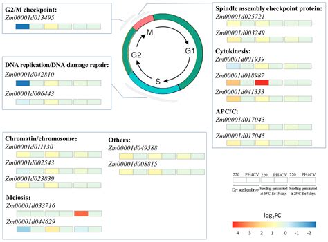 Transcriptome Analysis of Near-Isogenic Lines Provides Novel Insights ...