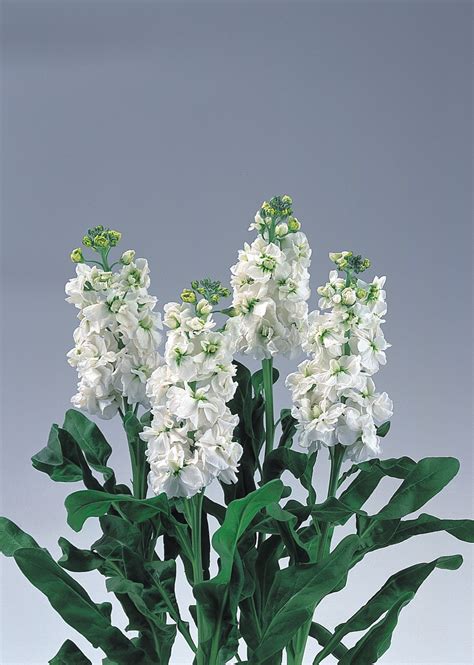 MATTHIOLA incana NOBLE WHITE - Muller Seeds