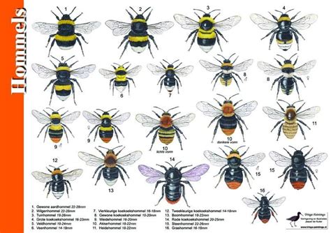 Image result for Bee Algorithm GIF