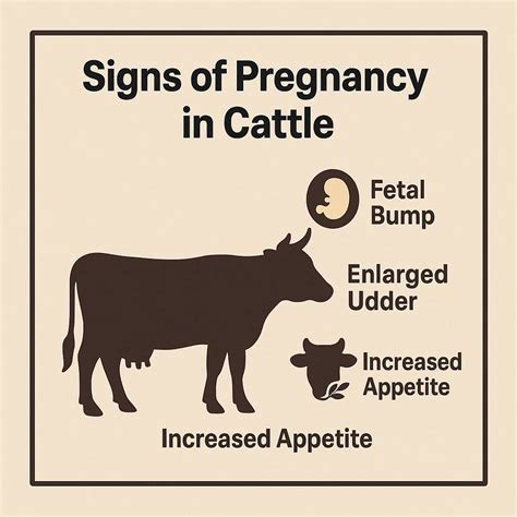 Pregnancy in Cows: Signs, Tests, and Best Practices.