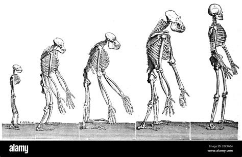 Human Backbone Evolution Chart 的图像结果
