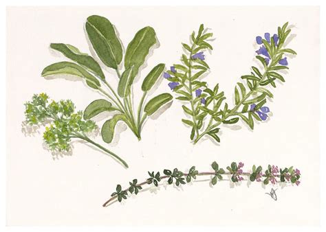 Parsley, Sage, Rosemary and Thyme - Nancy Jensen Art