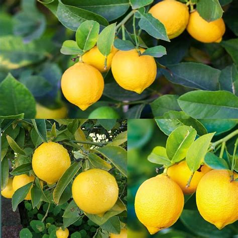 Kagaji Lemon Hybrid Plants – Haven plant