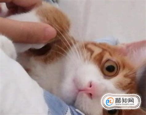 给猫猫起名字的学问_酷知经验网