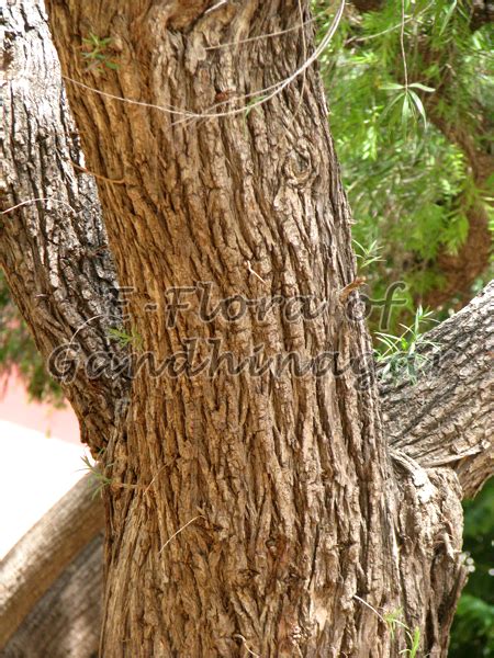 Plant Details - Information about Callistemon citrinus Plant