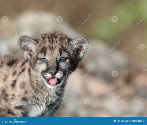 Mountain lion cub stock photo. Image of small, portrait - 101472590