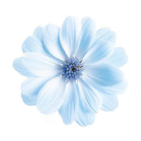Premium AI Image | Light Blue Flower on White Background