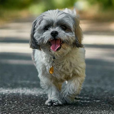 What Is A Good Small Dog That Doesnt Shed