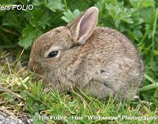 Image result for Baby Rabbit Girl
