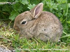 Image result for Baby Rabbit Pictures by Age