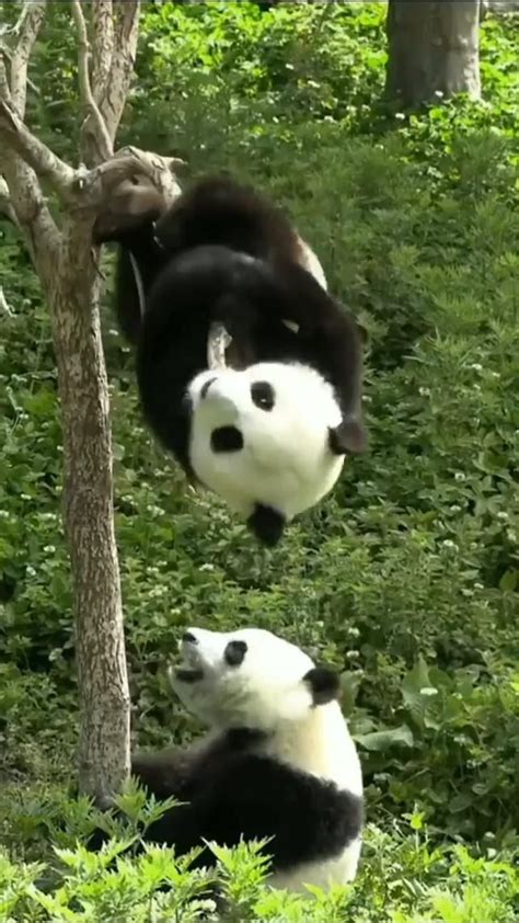 Image result for Pandas Library Python Application
