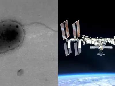 Unknown Bacteria Found In Space Could Help Astronauts Grow Food In Zero ...