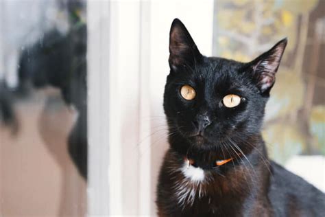 Image result for Rust Cat