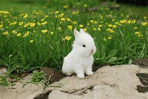 Image result for Spring Bunnies Desktop