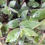 Image result for Tradescantia Baby Bunny Bellies