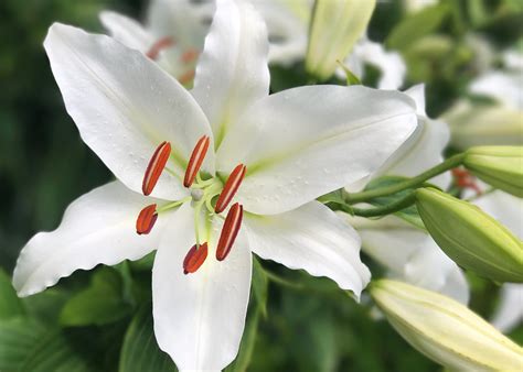 How Does Lily Flowers Look Like at Douglas Nunez blog