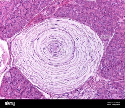Pacinian corpuscle microscope hi-res stock photography and images - Alamy