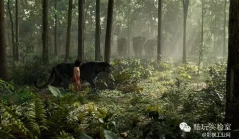 《丛林》-高清电影-完整版在线观看