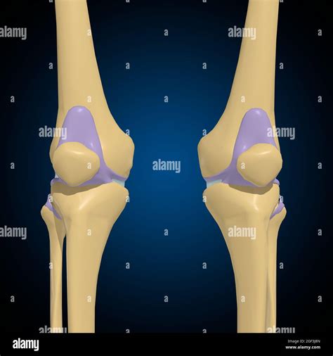 Articular capsule Anatomy For Medical Concept 3D Illustration Stock Photo - Alamy