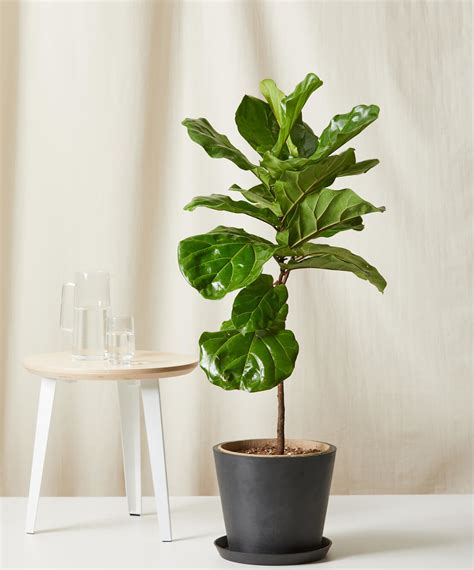 Fiddle Leaf Fig 101: How to Care for Fiddle Leaf Figs