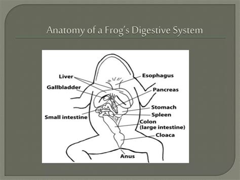 Digestive Parts Of Frog
