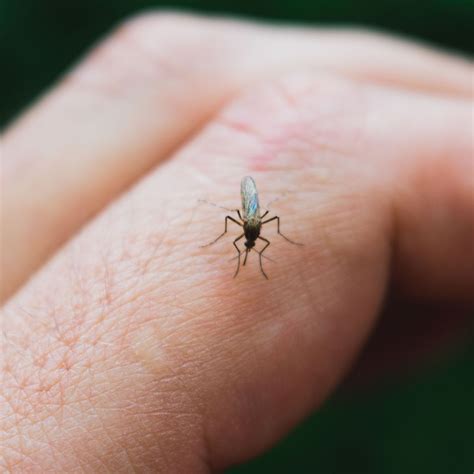 Le premier cas de fièvre du Nil occidental en Suisse: quand et où ...