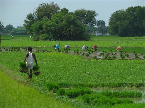 Indian Agriculture Field