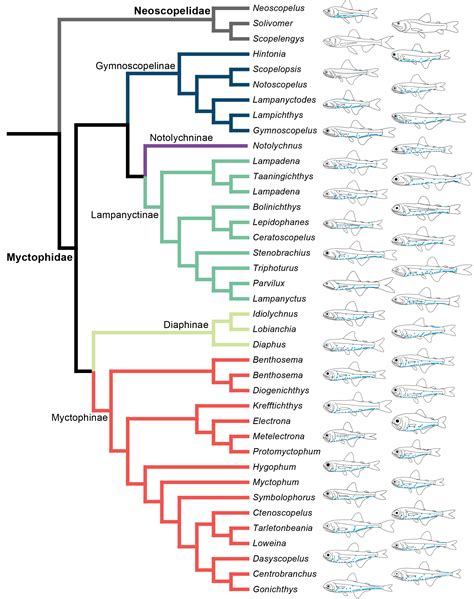 Classification by Color Code in Evolution 的图像结果