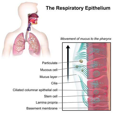 How Lungs Make Mucus: The Stepbystep Process