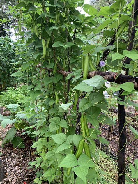 Day Neutral Winged Bean - Cody Cove Farm & Nursery