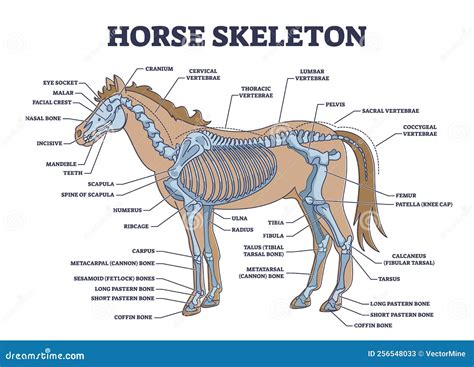 Horse Skeleton with Animal Skeletal System and Bone Anatomy Outline ...