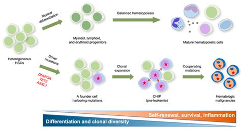 IJMS | Special Issue : Molecular Mechanism of Leukemia