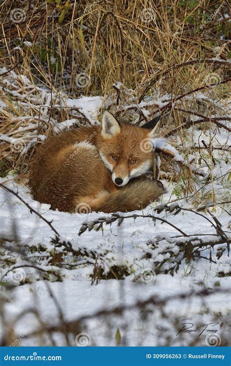 Red Fox Scientific Name: Vulpes Vulpes Stock Image - Image of animal ...