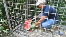la gabbia it parco della galleana ecco la gabbia per intrappolare il la gabbia it parco della galleana ecco la gabbia per intrappolare il