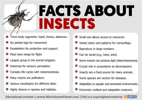 Image result for Insect Facts