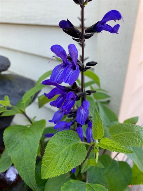 Salvia guaranitica 'Black and Blue' - PictureThis