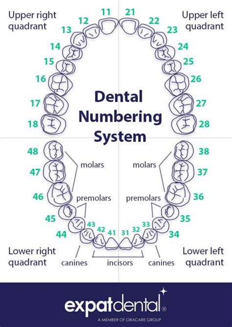 Printable Supernumerary Teeth Chart - Printable Free Templates