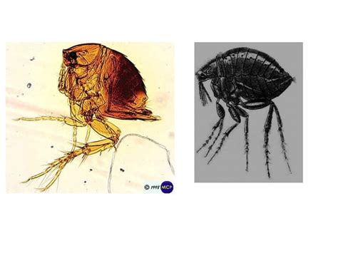 Jigger Fleas Remove 的图像结果