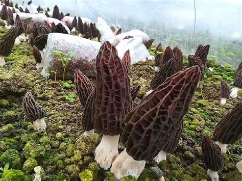 今年以来，贵州食用菌产值增速已超60%！红托竹荪、冬荪产量已全国第一 - 当代先锋网 - 要闻